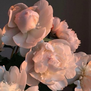 青青青在线视频免费观看视频
